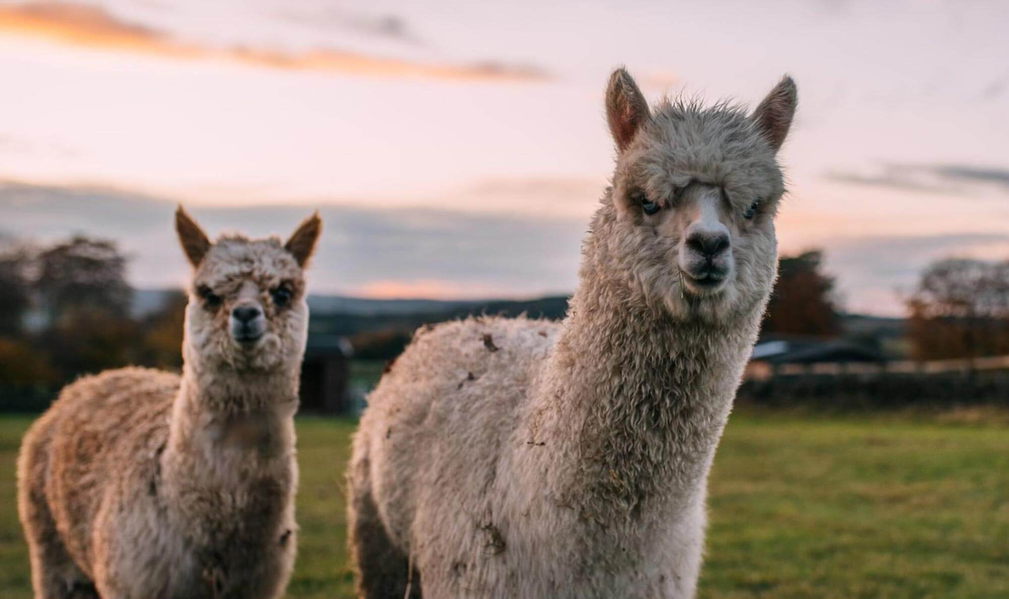 Alpacas-86.jpg